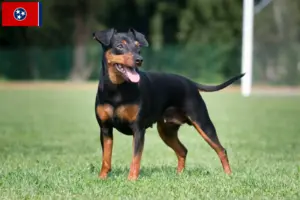 Read more about the article Miniature Pinscher breeders and puppies in Tennessee