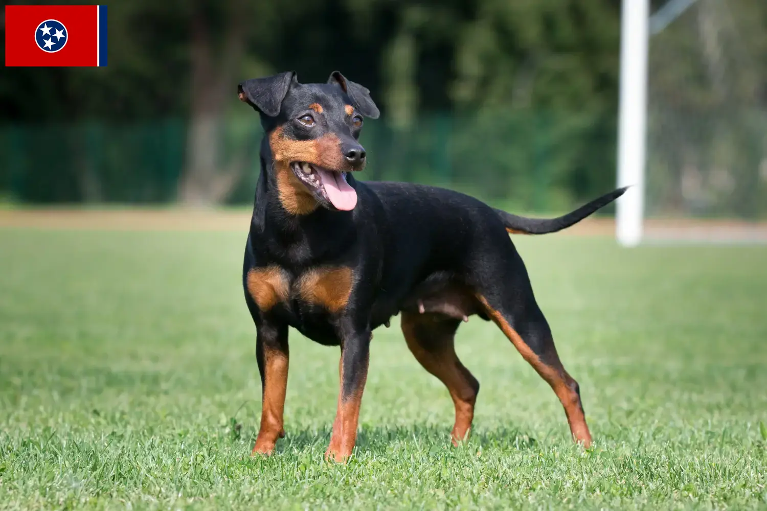 Miniature Pinscher puppies and breeder Tennessee Here you can find Miniature Pinscher breeders in Tennessee.