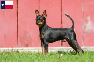 Read more about the article Miniature Pinscher breeders and puppies in Texas