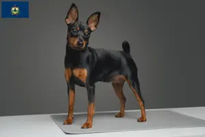 Read more about the article Miniature Pinscher breeders and puppies in Vermont