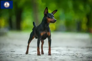 Read more about the article Miniature Pinscher breeders and puppies in Virginia