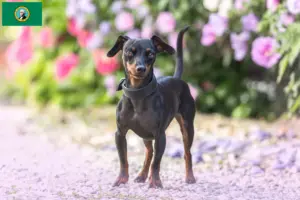 Read more about the article Miniature Pinscher breeders and puppies in Washington