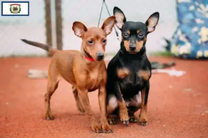 Read more about the article Miniature Pinscher breeders and puppies in West Virginia