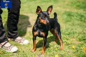 Read more about the article Miniature Pinscher breeders and puppies in Wisconsin