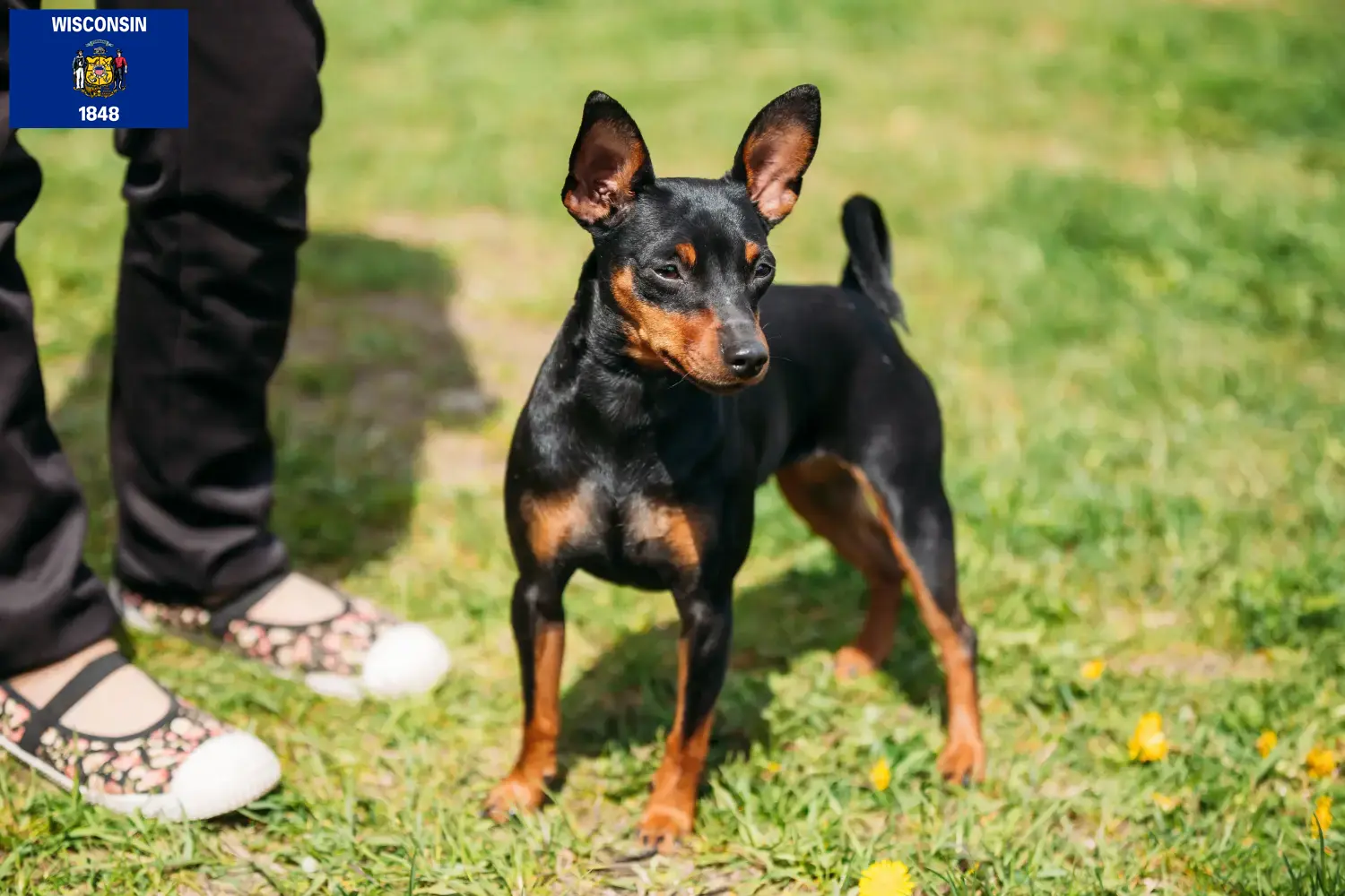 Miniature Pinscher puppies and breeders Wisconsin Here you can find Miniature Pinscher breeders in Wisconsin.