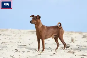Read more about the article Miniature Pinscher breeders and puppies in Wyoming