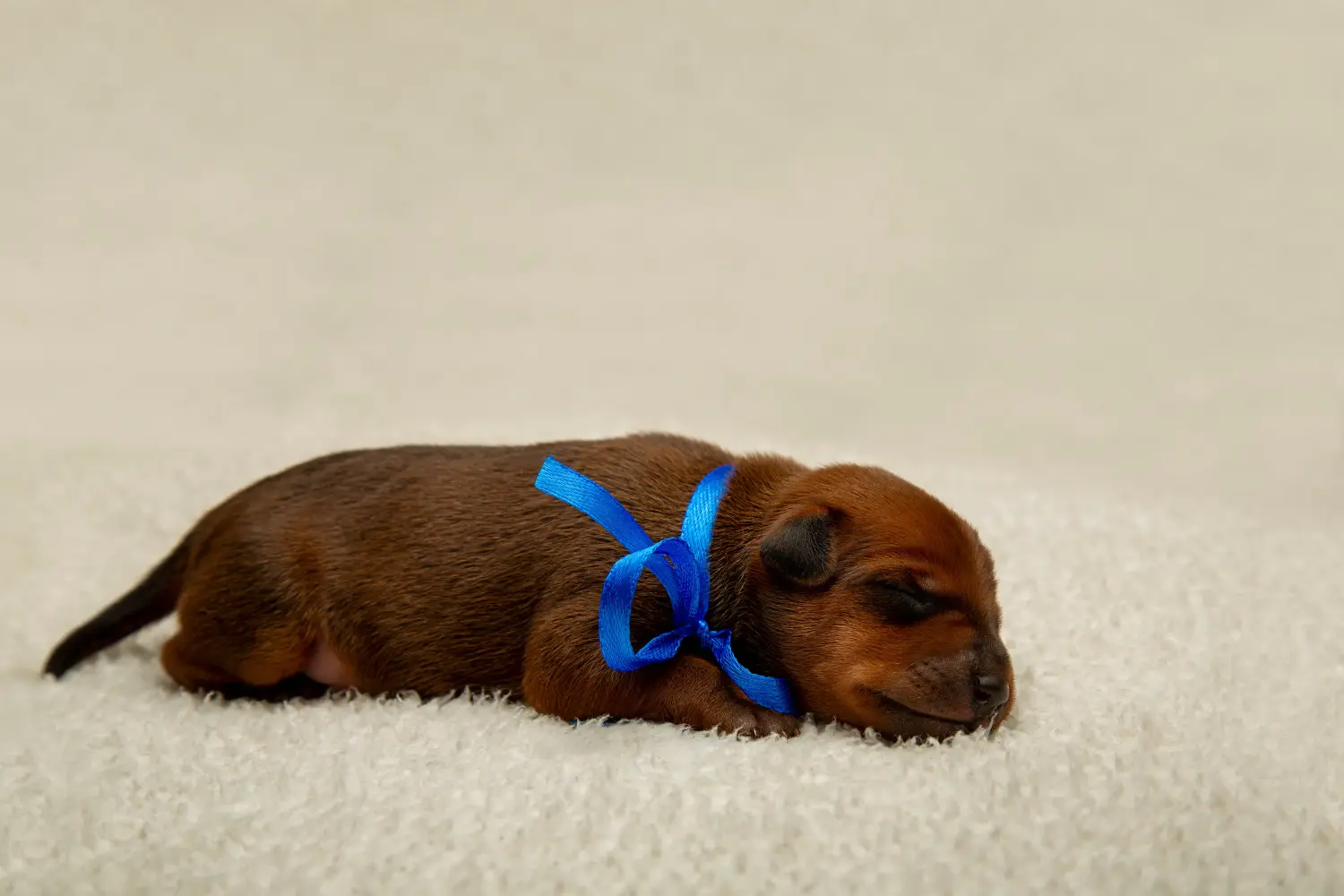 Buying a Miniature Pinscher puppy means taking responsibility! Buy Miniature Pinscher puppies.