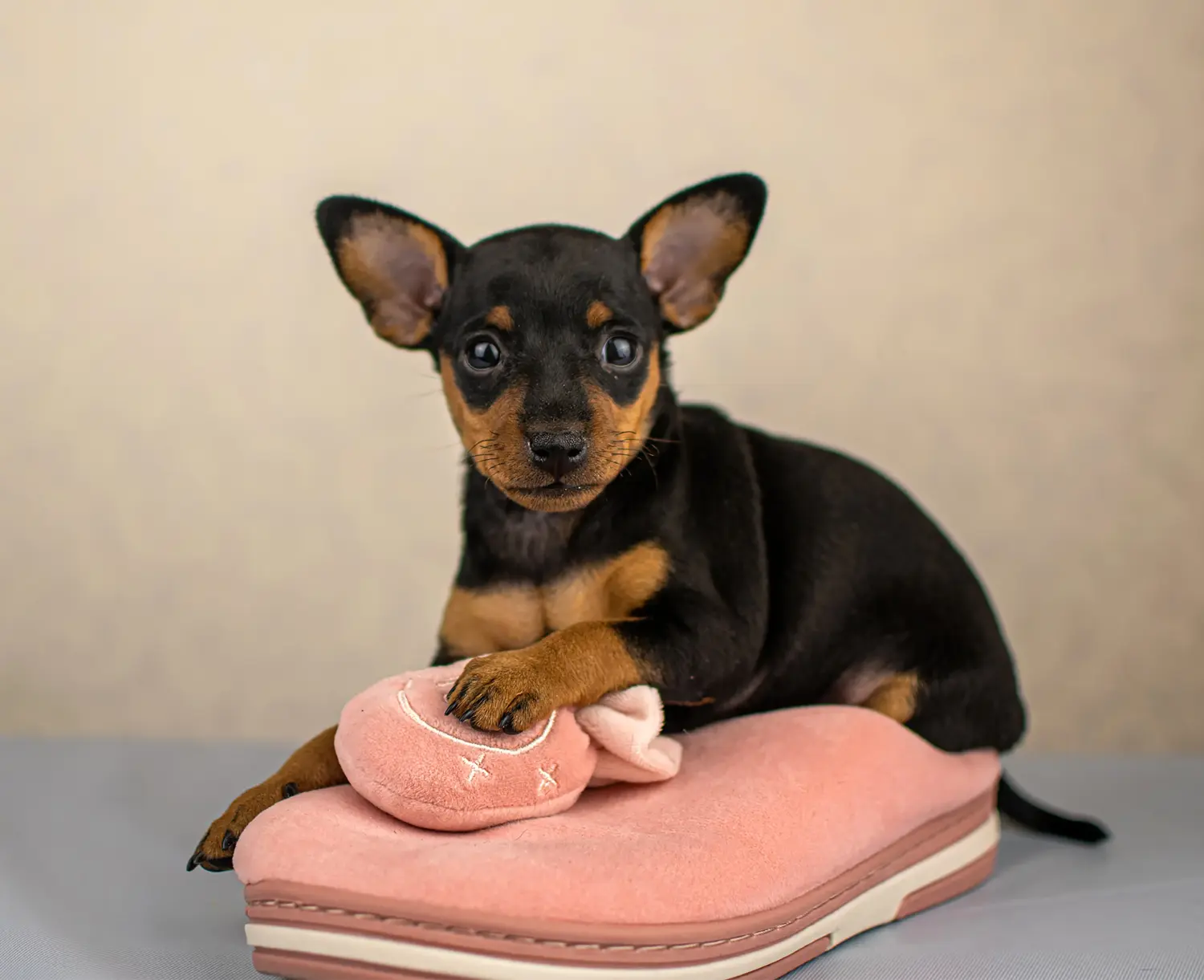 Buying a Miniature Pinscher puppy means taking responsibility! Buy Miniature Pinscher puppies.