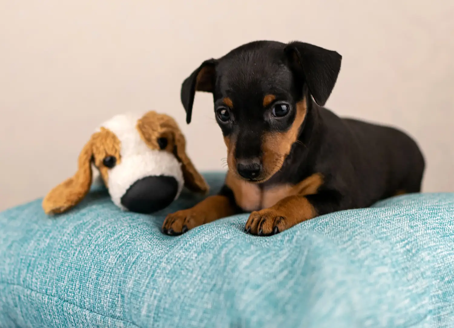 Buying a Miniature Pinscher puppy means taking responsibility! Buy Miniature Pinscher puppies.