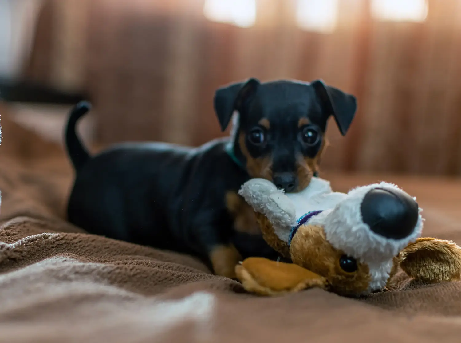 Buying a Miniature Pinscher puppy means taking responsibility! Buy Miniature Pinscher puppies.