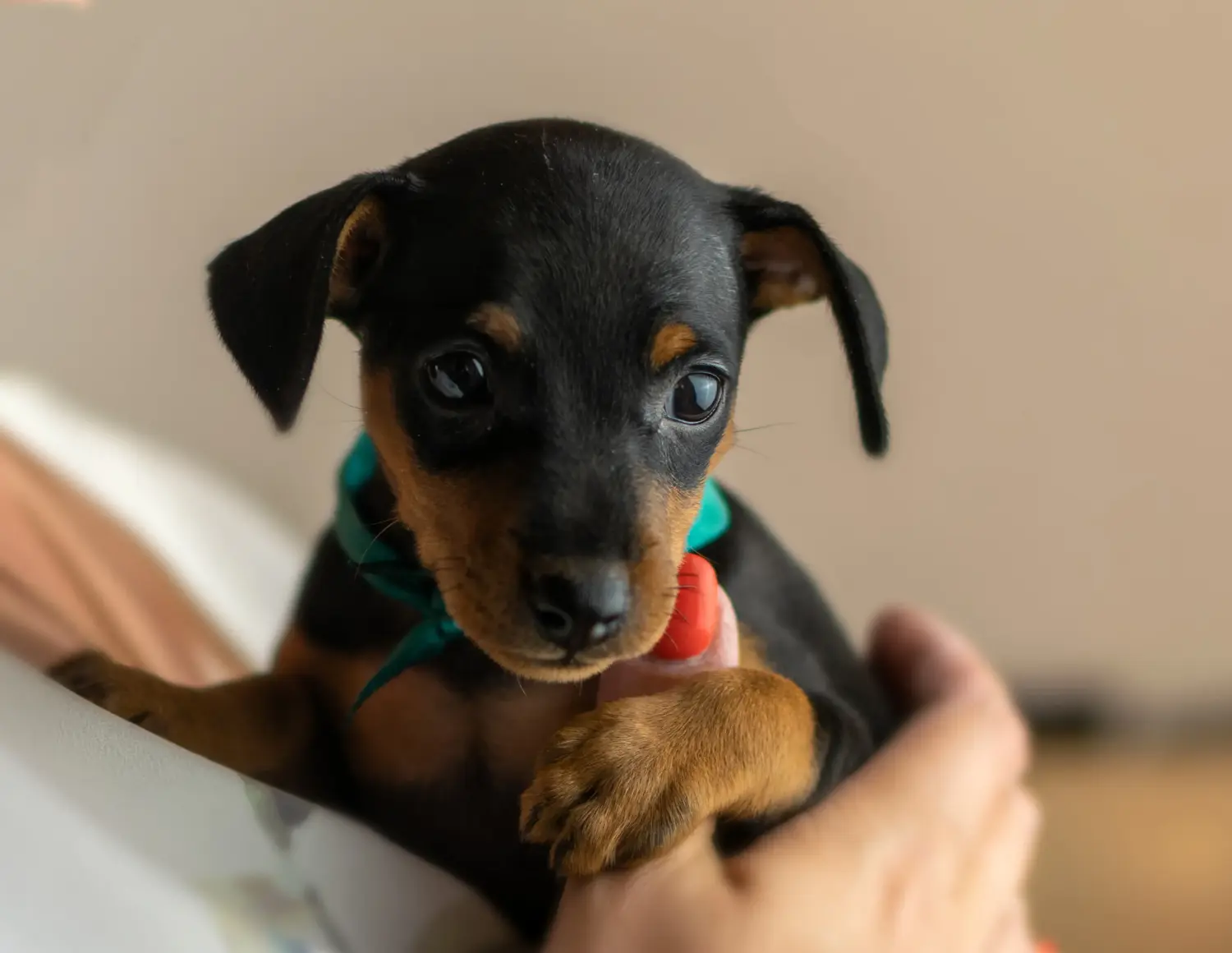 Buying a Miniature Pinscher puppy means taking responsibility! Buy Miniature Pinscher puppies.