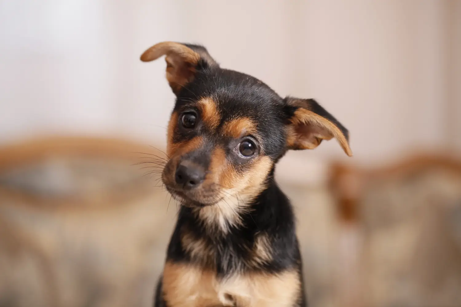 Buying a Miniature Pinscher puppy means taking responsibility! Buy Miniature Pinscher puppies.