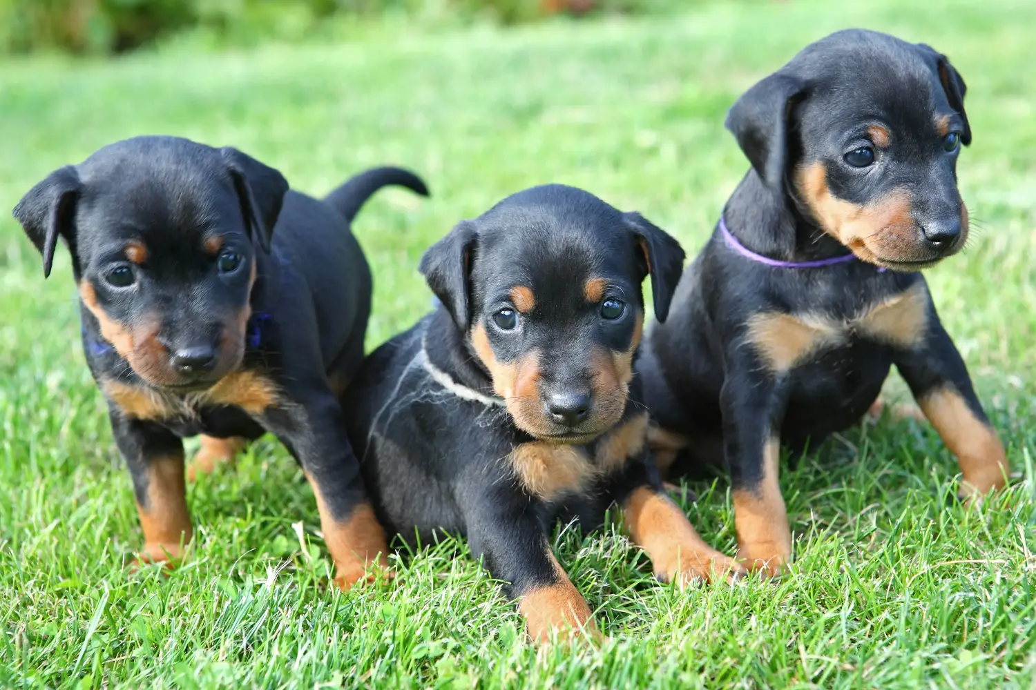 Buying a Miniature Pinscher puppy means taking responsibility! Buy Miniature Pinscher puppies.