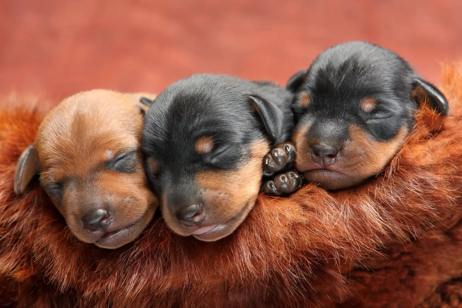 Buying a Miniature Pinscher puppy means taking responsibility! Buy Miniature Pinscher puppies.