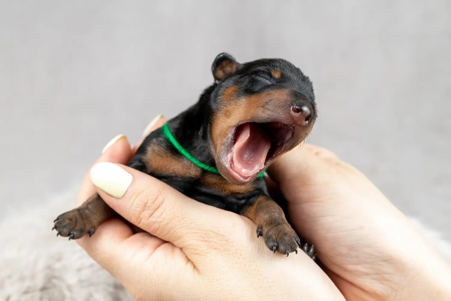 Buying a Miniature Pinscher puppy means taking responsibility! Buy Miniature Pinscher puppies.