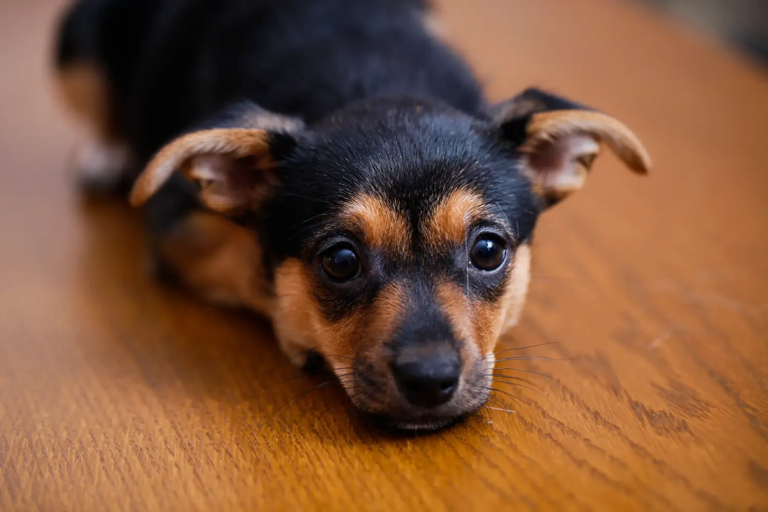 Buying a Miniature Pinscher puppy means taking responsibility! Buy Miniature Pinscher puppies.
