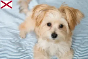 Read more about the article Morkie breeders and puppies in Alabama