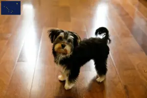Read more about the article Morkie breeders and puppies in Alaska