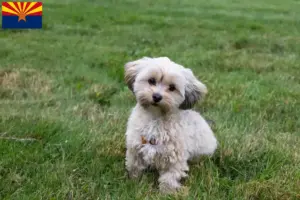 Read more about the article Morkie breeders and puppies in Arizona
