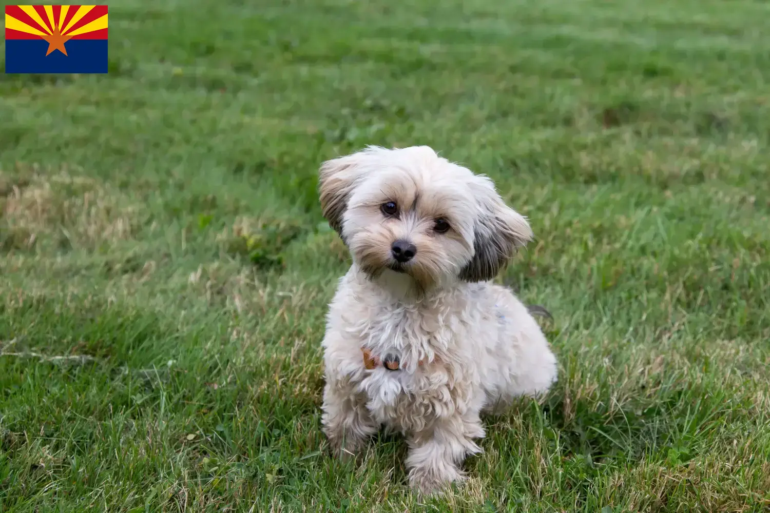 Morkie puppies and breeder Arizona Here you can find Morkies breeders in Arizona.