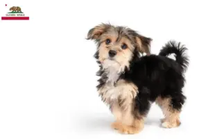 Read more about the article Morkie breeders and puppies in California