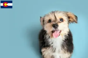 Read more about the article Morkie breeders and puppies in Colorado