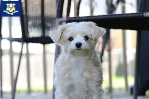 Read more about the article Morkie breeders and puppies in Connecticut