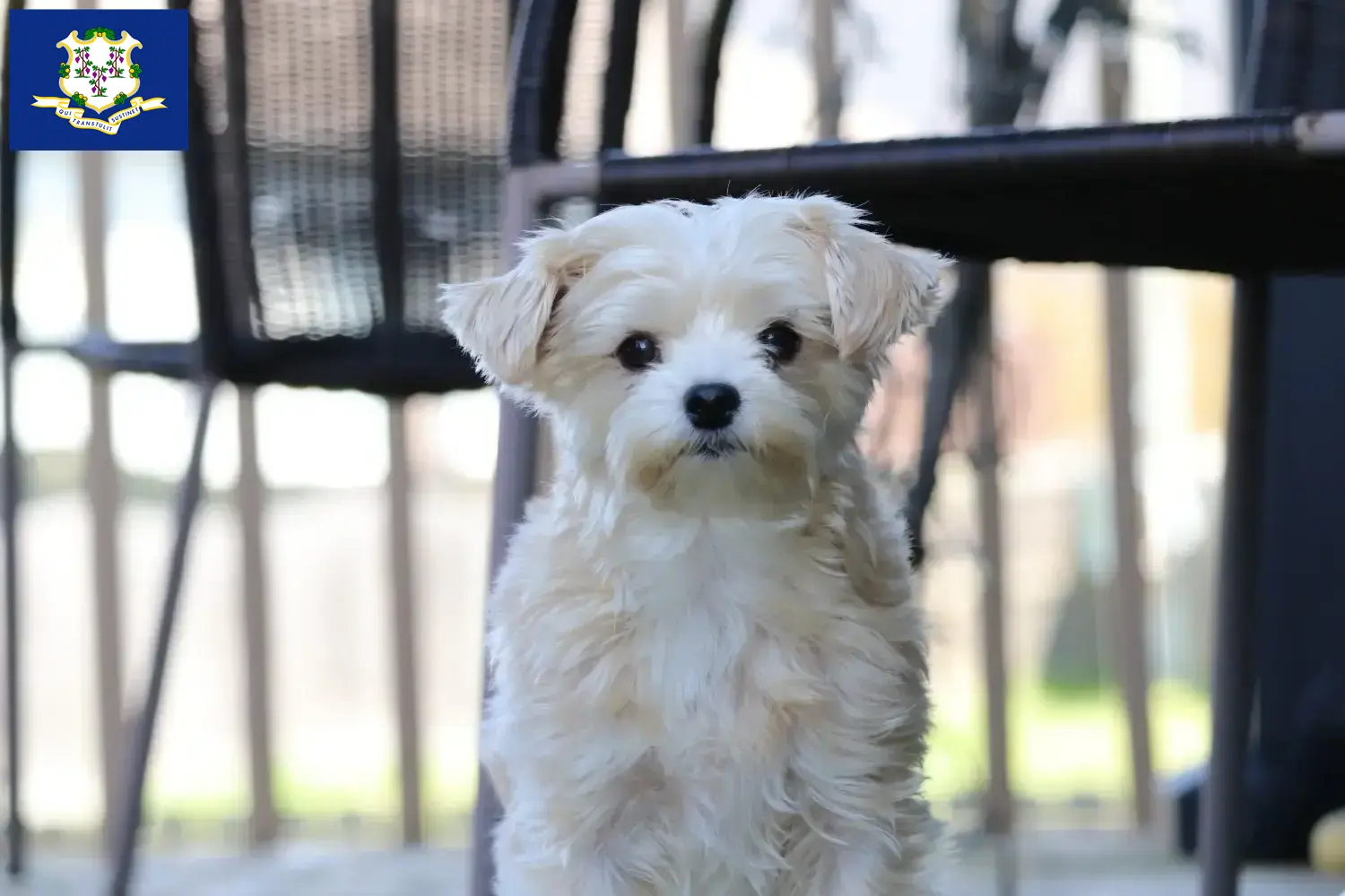 Morkie puppies and breeders Connecticut Find Morkies breeders in Connecticut here.
