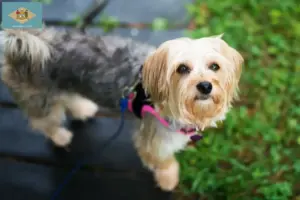 Read more about the article Morkie breeders and puppies in Delaware
