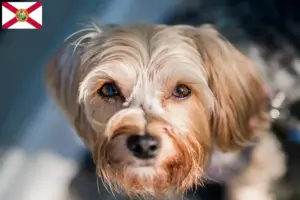Read more about the article Morkie breeders and puppies in Florida