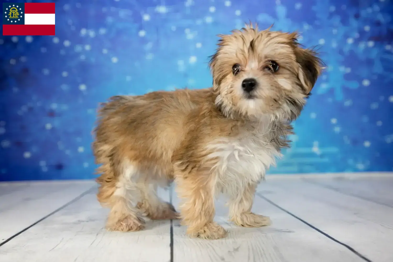 Morkie puppies and breeder Georgia Here you can find Morkies breeders in Georgia.