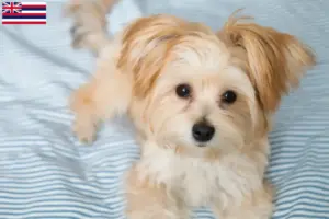 Read more about the article Morkie breeders and puppies in Hawaii