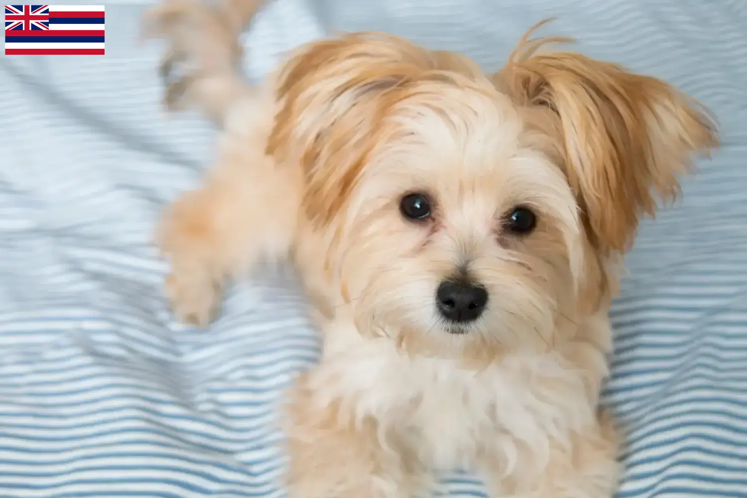 Morkie puppies and breeder Hawaii Here you can find Morkies breeders in Hawaii.