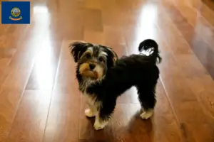 Read more about the article Morkie breeders and puppies in Idaho