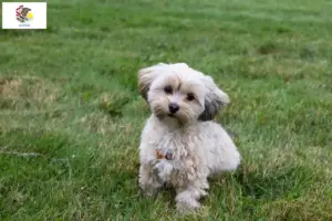 Read more about the article Morkie breeders and puppies in Illinois