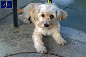 Read more about the article Morkie breeders and puppies in Indiana