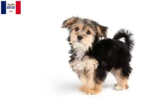 Read more about the article Morkie breeders and puppies in Iowa