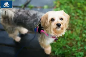 Read more about the article Morkie breeders and puppies in Louisiana