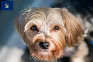 Read more about the article Morkie breeders and puppies in Maine
