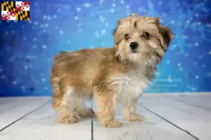 Read more about the article Morkie breeders and puppies in Maryland