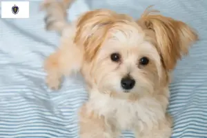 Read more about the article Morkie breeders and puppies in Massachusetts