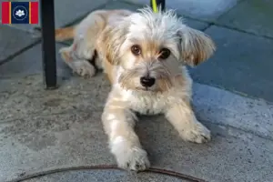 Read more about the article Morkie breeders and puppies in Mississippi