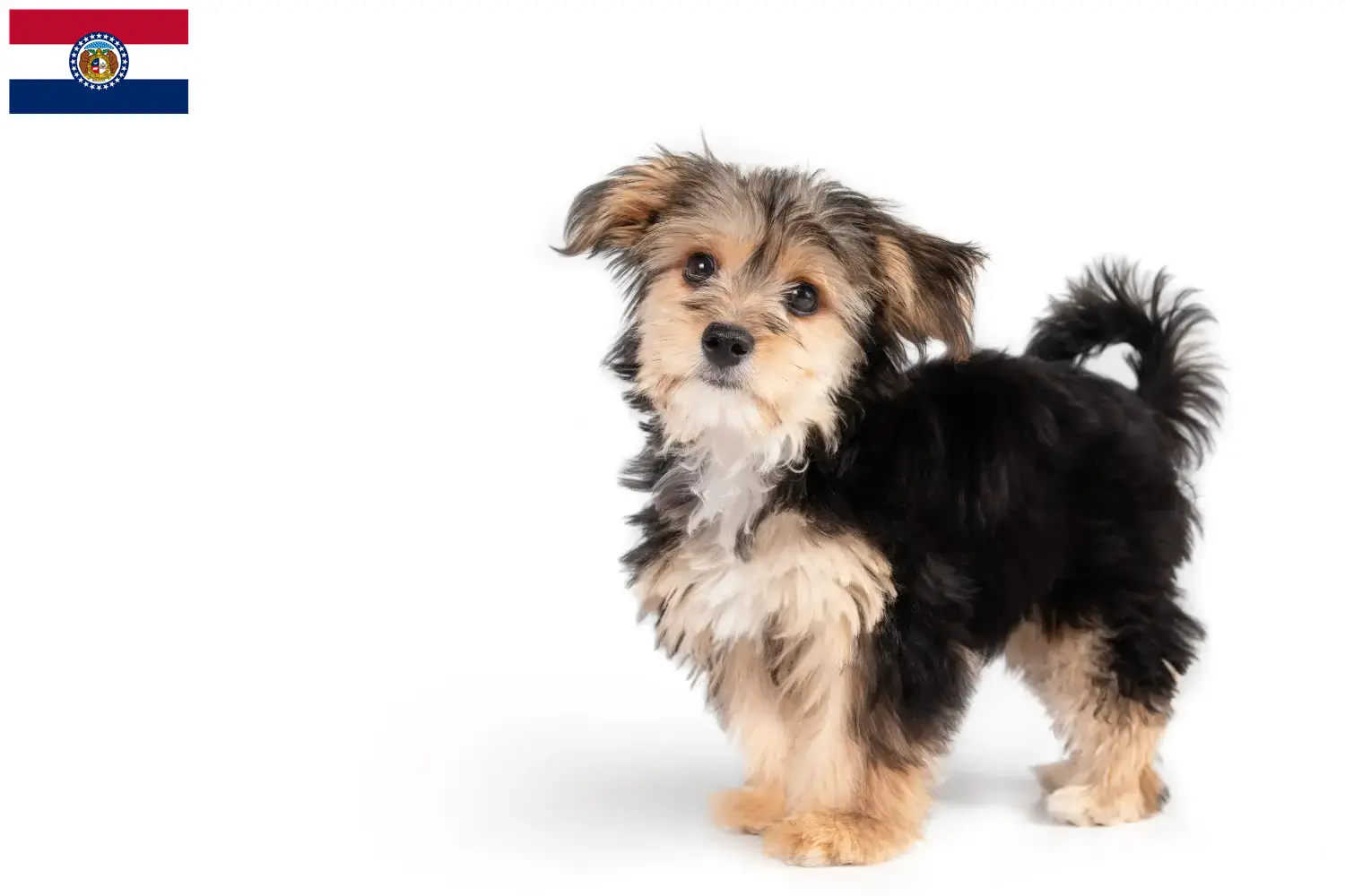 Read more about the article Morkie breeders and puppies in Missouri