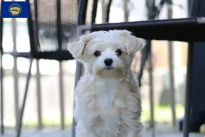 Read more about the article Morkie breeders and puppies in Nebraska