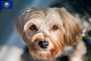 Read more about the article Morkie breeders and puppies in New Hampshire