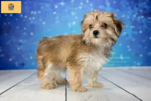 Read more about the article Morkie breeders and puppies in New Jersey