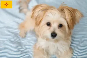 Read more about the article Morkie breeders and puppies in New Mexico