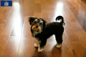Read more about the article Morkie breeders and puppies in New York