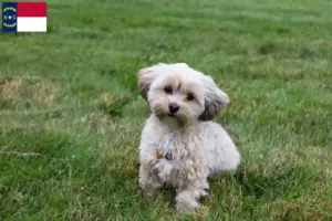 Read more about the article Morkie breeders and puppies in North Carolina