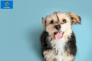 Read more about the article Morkie breeders and puppies in Oklahoma